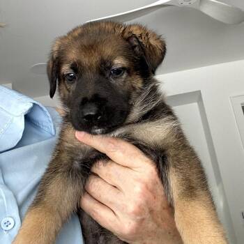 Miss Prissy -  German Shepherd Dog Dog for Adoption in Freeport, Florida - Miss Prissy | PetCurious