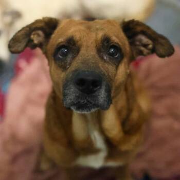 REGGIE -  Rhodesian Ridgeback Dog for Adoption in San Antonio, Texas - REGGIE | PetCurious
