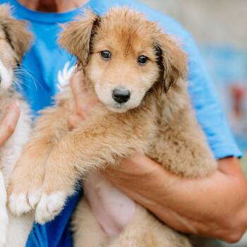 Cyan -  Great Pyrenees and Rough Collie Dog for Adoption in Chester Springs, Pennsylvania - Cyan | PetCurious