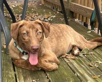 Stevie -  Mixed Breed Dog for Adoption in Gloucester Township, New Jersey - Stevie | PetCurious