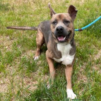 Pit Bull Terrier Dogs Available for Adoption - Roman | PetCurious