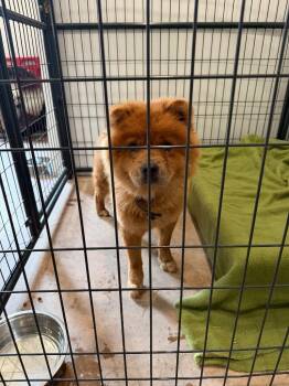 Cha Cha Chow -  Chow Chow Dog for Adoption in Ashland, Wisconsin - Cha Cha Chow | PetCurious