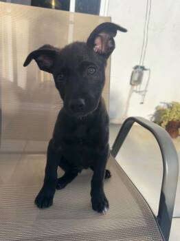 Shepherd Dogs Available for Adoption in Rocklin, California - Luna | PetCurious