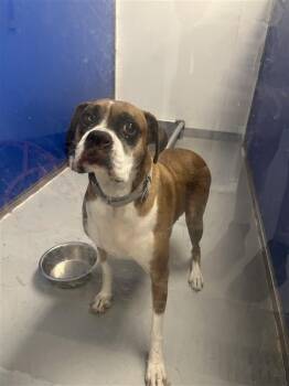 Polly -  Boxer Dog for Adoption in New Kensington, Pennsylvania - Polly | PetCurious