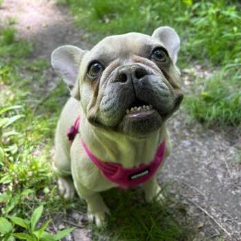 Dorinda -  French Bulldog Dog for Adoption in Chicago, Illinois - Dorinda | PetCurious