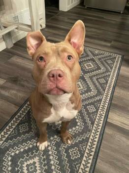 Rescue Pit Bull Terrier and French Bulldog Dogs for Adoption in Youngstown, Ohio - Chance | PetCurious