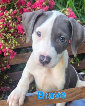 BRAVE -  Pit Bull Terrier Dog for Adoption in Fosters, Alabama - BRAVE | PetCurious