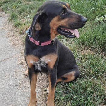 Bonnie -  Coonhound Dog for Adoption in Muncie, Indiana - Bonnie | PetCurious
