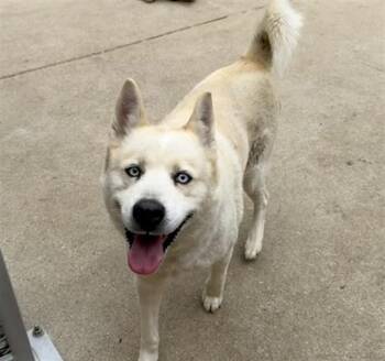 Husky Dogs Available for Adoption in Aurora, Illinois - BEGONIA | PetCurious