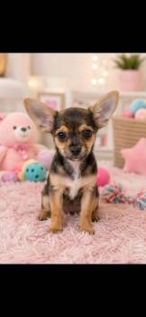 Davis -  Yorkshire Terrier and Chihuahua Dog for Adoption in Cedartown, Georgia - Davis | PetCurious