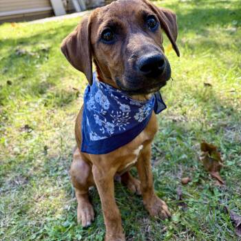 Tater -  Boxer and Hound Dog for Adoption in High View, West Virginia - Tater | PetCurious