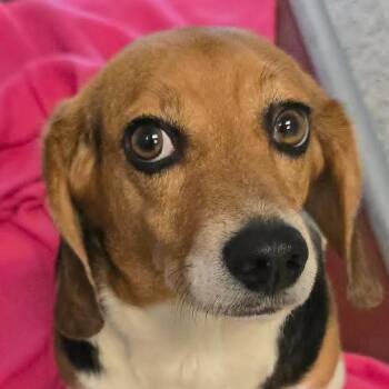Marsha -  Beagle Dog for Adoption in Orange, Virginia - Marsha | PetCurious
