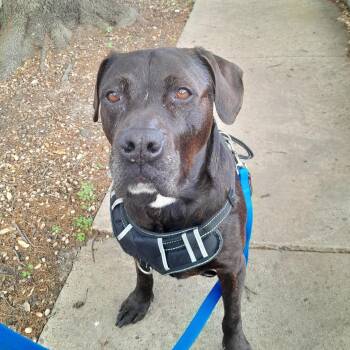 Pit Bull Terrier and Labrador Retriever Dogs Available for Adoption in Carrollton, Texas - Molly  | PetCurious