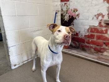Pit Bull Terrier and Mixed Breed Dogs Available for Adoption in San Bernardino, California - MAX | PetCurious