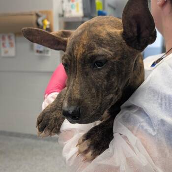 Terrier and Mixed Breed Dogs Available for Adoption in Greenville, South Carolina - Azura | PetCurious