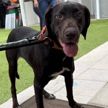 River -  Chocolate Labrador Retriever Dog Available for Adoption in Tampa, Florida - River | PetCurious