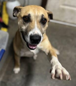 BRONSON -  Mixed Breed Dog for Adoption in Chicopee, Massachusetts - BRONSON | PetCurious