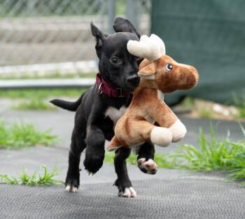 Vienna -  Pit Bull Terrier Dog for Adoption in Stratham, New Hampshire - Vienna | PetCurious