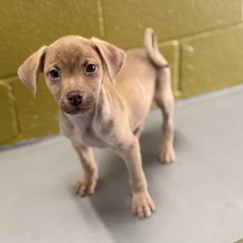 Rescue Pug Dogs for Adoption in Hughesville, Maryland - Rocko | PetCurious