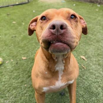 Honey -  American Staffordshire Terrier and American Bulldog Dog for Adoption in Magnolia, Texas - Honey | PetCurious