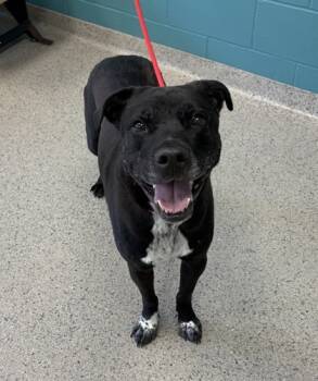 Rescue Labrador Retriever and Mixed Breed Dogs for Adoption in Fishers, Indiana - Felix | PetCurious