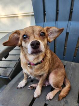 MILLIE -  Beagle and Chihuahua Dog for Adoption in Troutman, North Carolina - MILLIE | PetCurious