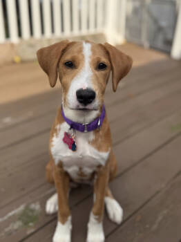 Rescue Labrador Retriever and Mixed Breed Dogs for Adoption in Aiken, South Carolina - Alice | PetCurious