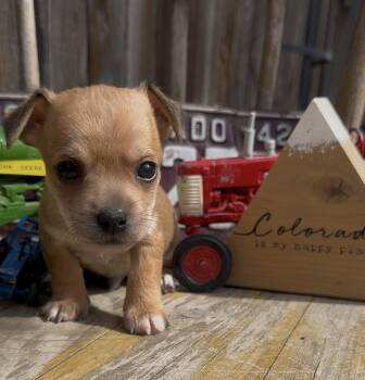 Collbran -  Chihuahua and Mixed Breed Dog for Adoption in Severance, Colorado - Collbran | PetCurious