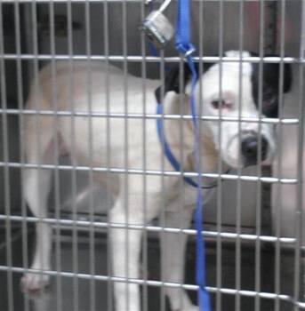 STEVIE -  Staffordshire Bull Terrier Dog for Adoption in Oklahoma City, Oklahoma - STEVIE | PetCurious