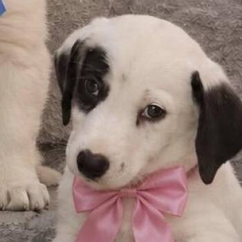 PENNE (Pasta Litter) out of town -  Labrador Retriever Dog for Adoption in New York, New York - PENNE (Pasta Litter) Out Of Town | PetCurious