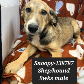 Rescue Shepherd and Hound Dogs for Adoption in New Tazewell, Tennessee - Snoopy | PetCurious