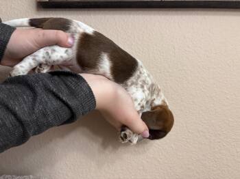 Dachshund Dogs Available for Adoption - Leo | PetCurious