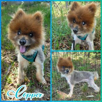 Copper -  Pomeranian Dog for Adoption in Blacksburg, South Carolina - Copper | PetCurious
