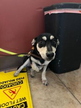 Bonnie -  Mixed Breed Dog for Adoption in Cincinnati, Ohio - Bonnie | PetCurious