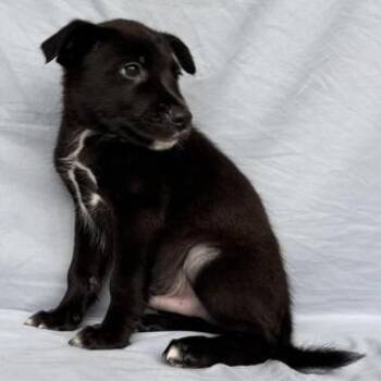 German Shepherd Dog and Terrier Dogs Available for Adoption - Sid | PetCurious