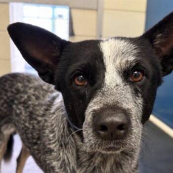Orion -  Australian Cattle Dog Blue Heeler Dog for Adoption in Glendale, Arizona - Orion | PetCurious