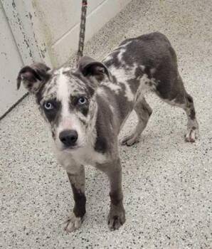 Pixel -  Mixed Breed Dog for Adoption in Kansas City, Missouri - Pixel | PetCurious