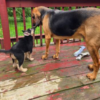 Shepherd and Chow Chow Dogs Available for Adoption in Stormville, New York - CT Dash | PetCurious