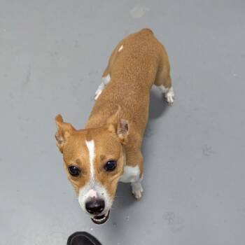 Bruce -  Mixed Breed Dog for Adoption - Bruce | PetCurious