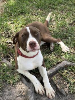 American Staffordshire Terrier Dogs Available for Adoption in Spring, Texas - Astrid | PetCurious