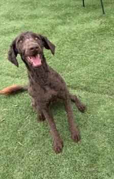 Labradoodle Dogs Available for Adoption in Temecula, California - Hadley | PetCurious