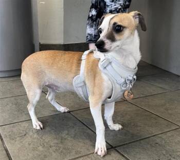 Terrier Dogs Available for Adoption in San Antonio, Texas - REMY | PetCurious