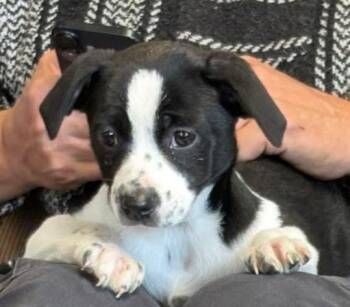 Pug Dogs Available for Adoption - Bella | PetCurious