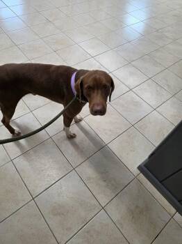 Coonhound Dogs Available for Adoption - Denim | PetCurious