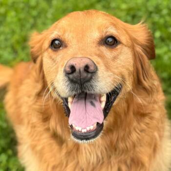 Denaka -  Golden Retriever Dog for Adoption in Bethel, Connecticut - Denaka | PetCurious