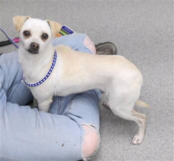 Chihuahua and Mixed Breed Dogs Available for Adoption - WAHWAH | PetCurious