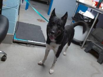 PINE -  German Shepherd Dog and Mixed Breed Dog for Adoption in Albuquerque, New Mexico - PINE | PetCurious