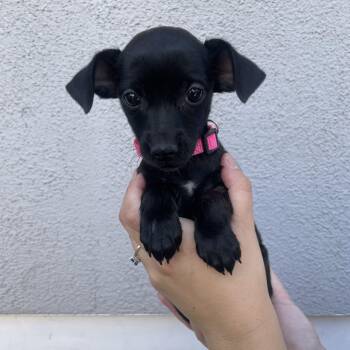 Sugar -  Chihuahua and Terrier Dog for Adoption in Las Vegas, Nevada - Sugar | PetCurious