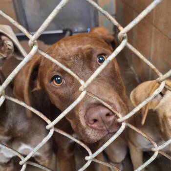 Bob -  Labrador Retriever Dog Available for Adoption in Gautier, Mississippi - Bob | PetCurious