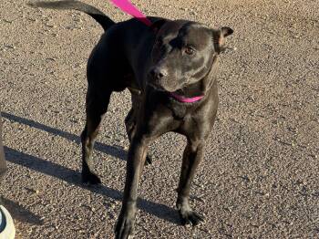 Max Frank -  Shar Pei and Labrador Retriever Dog for Adoption in Kingman, Arizona - Max Frank | PetCurious
